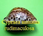 Cypraea arabica immanis rudimaculosa, Bozzetti 2008